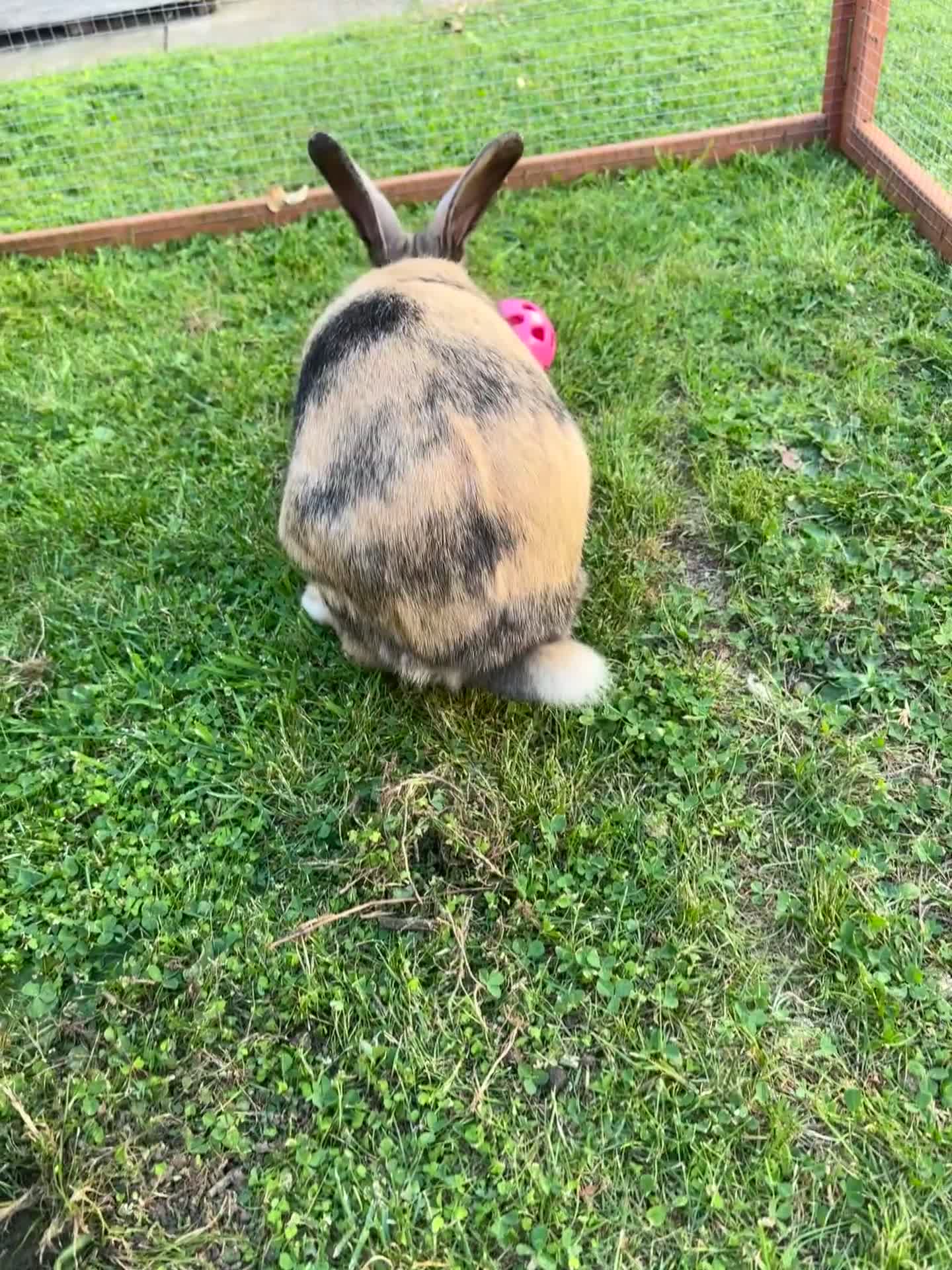 English rabbits for sale: Name: Roary  - Video 1