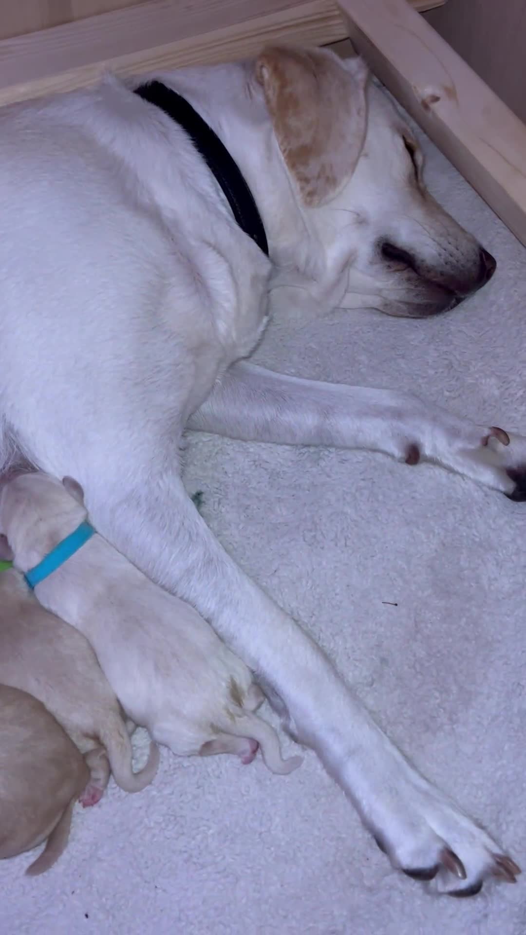 Labrador Retriever dogs for sale: 🐾🥰 Only 4 beautiful boys left  - Video 1