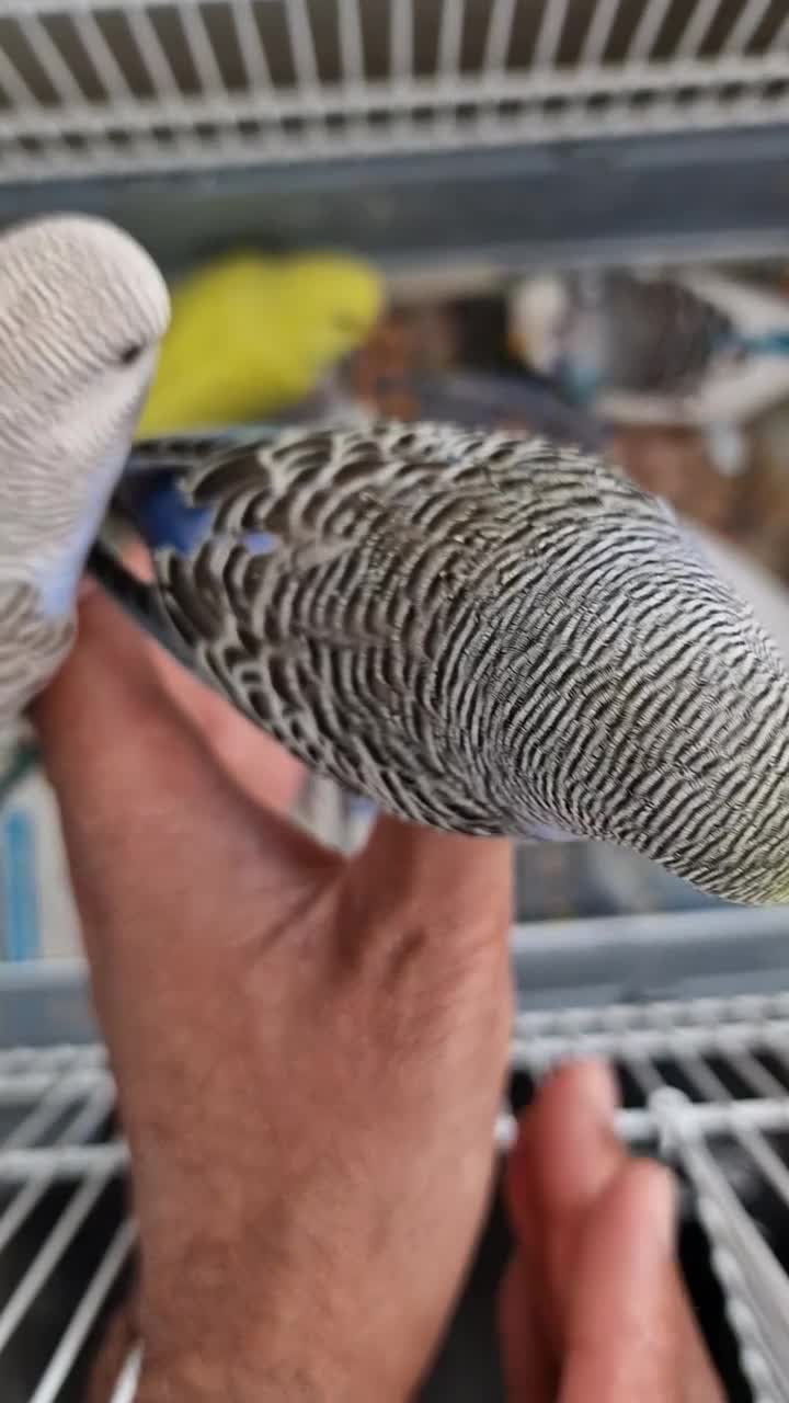 Budgerigars birds for sale: Super silly hand tamed baby budgies  - Video 1