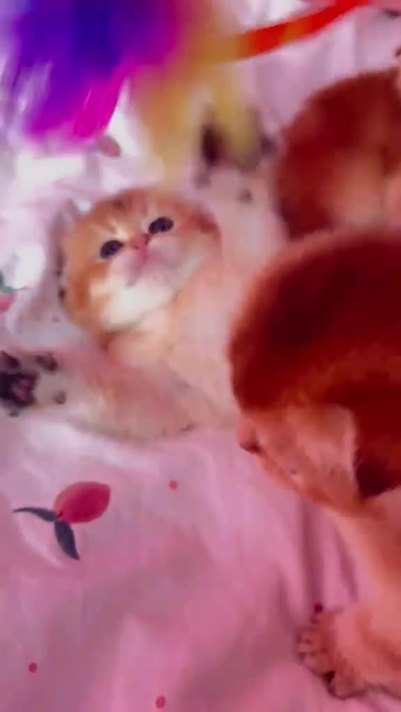 Scottish Fold cats for sale: Cute 🥰 Scottish fold TICA register  in Sutton - Video 1