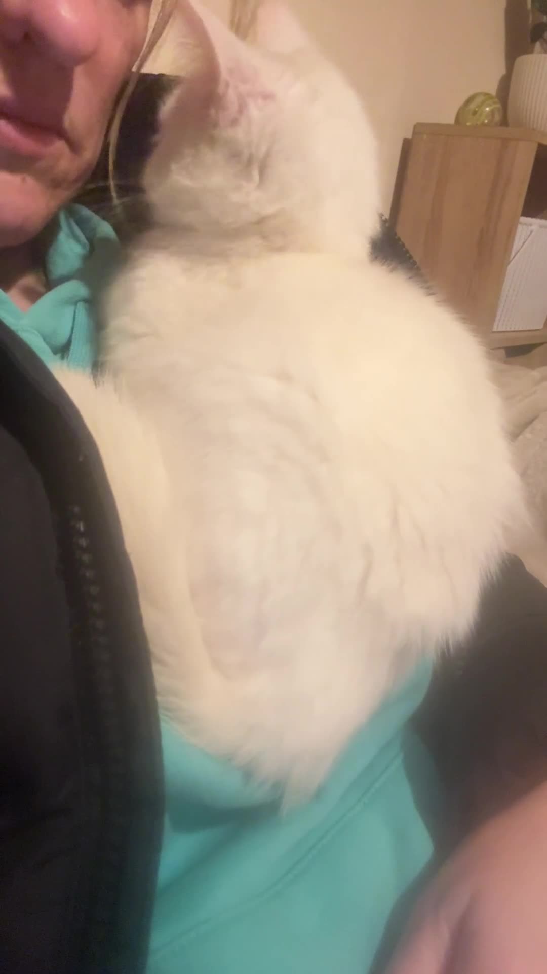 Mixed Breed cats for sale: Kittens 4 sale - Video 1