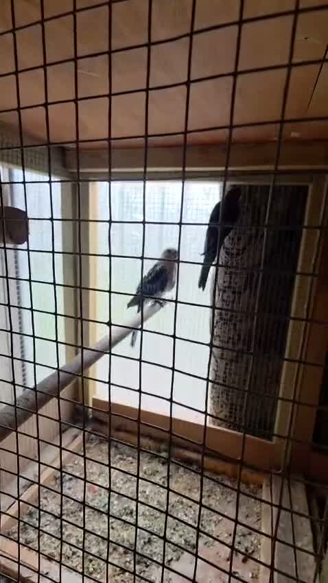 Parakeets birds for sale: 2 pairs of kakarikis and 1 pair of black rosellas - Video 1