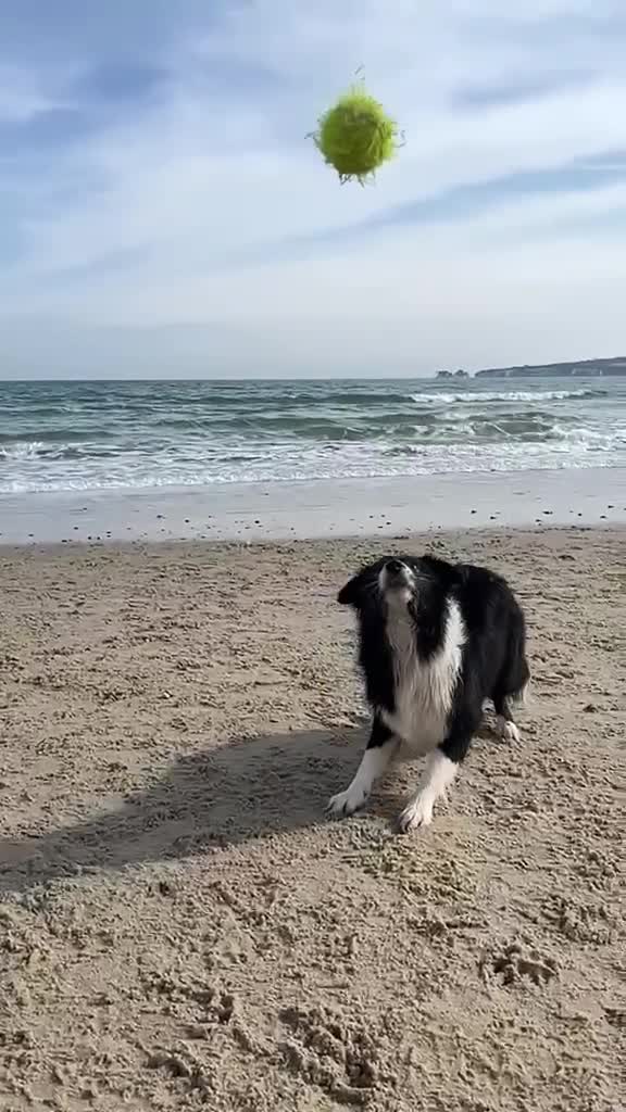 Border Collie dogs for sale: Border collie puppies - Video 3