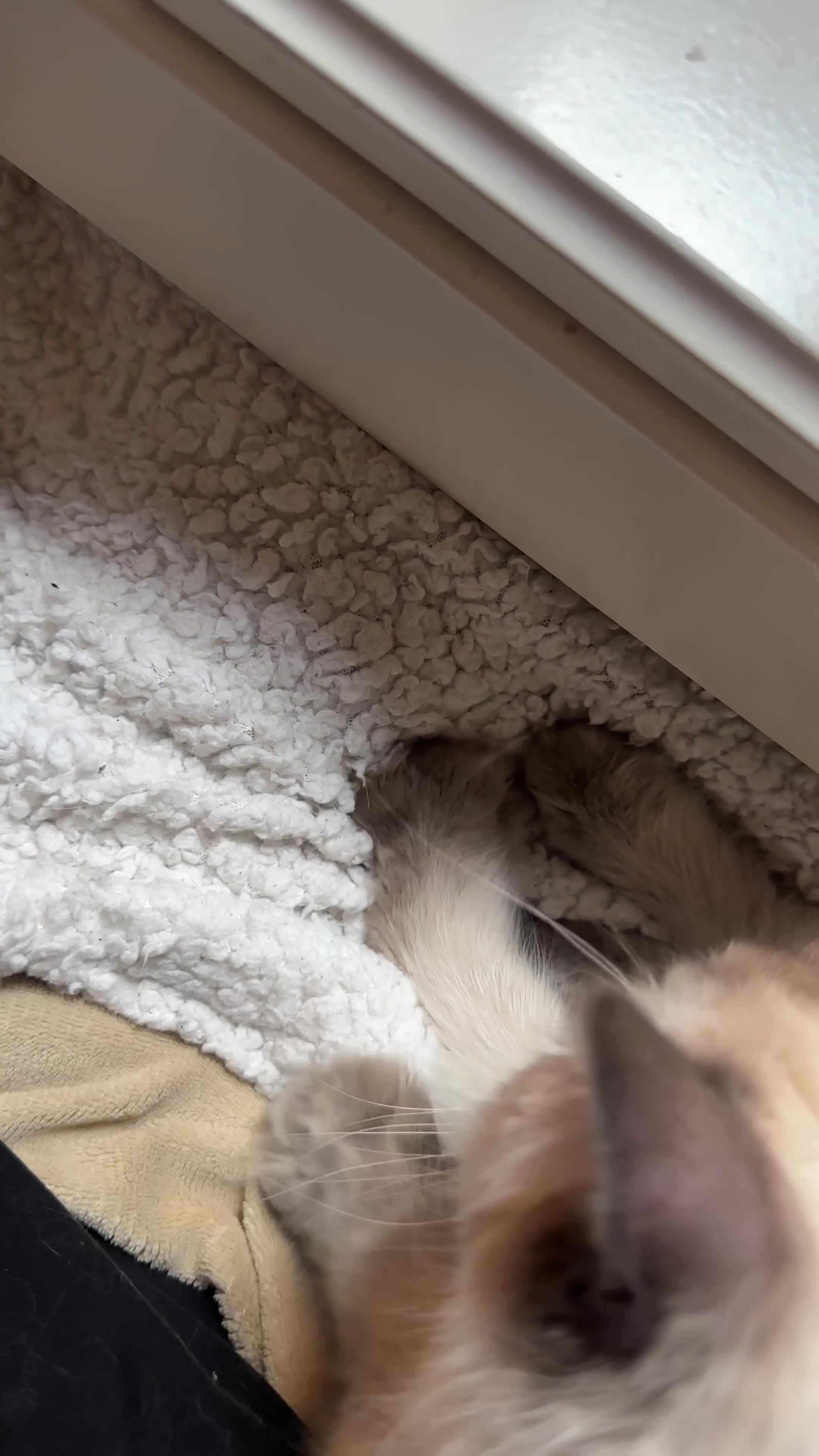 Ragdoll cats for sale: Affectionate Ragdoll Boy needing forever home - Video 1