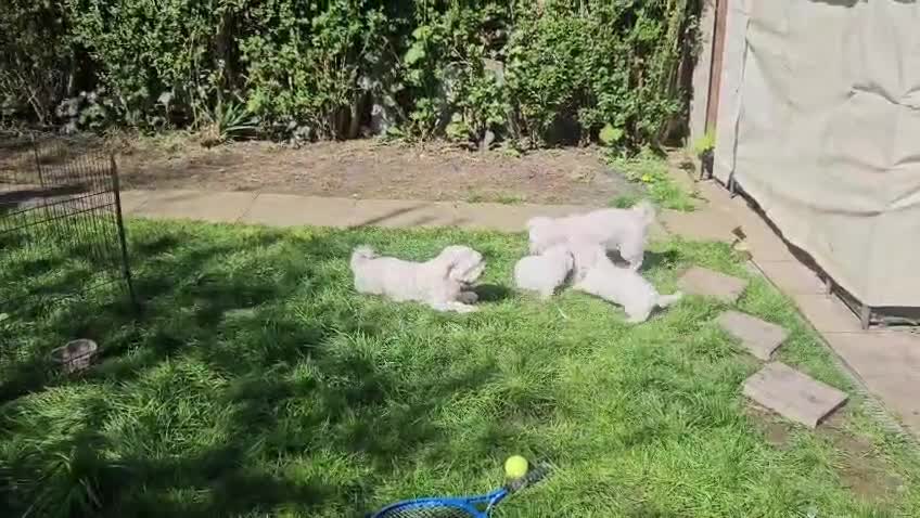 Bichon Frise dogs for sale: Beautiful Bichon Puppies - Video 1