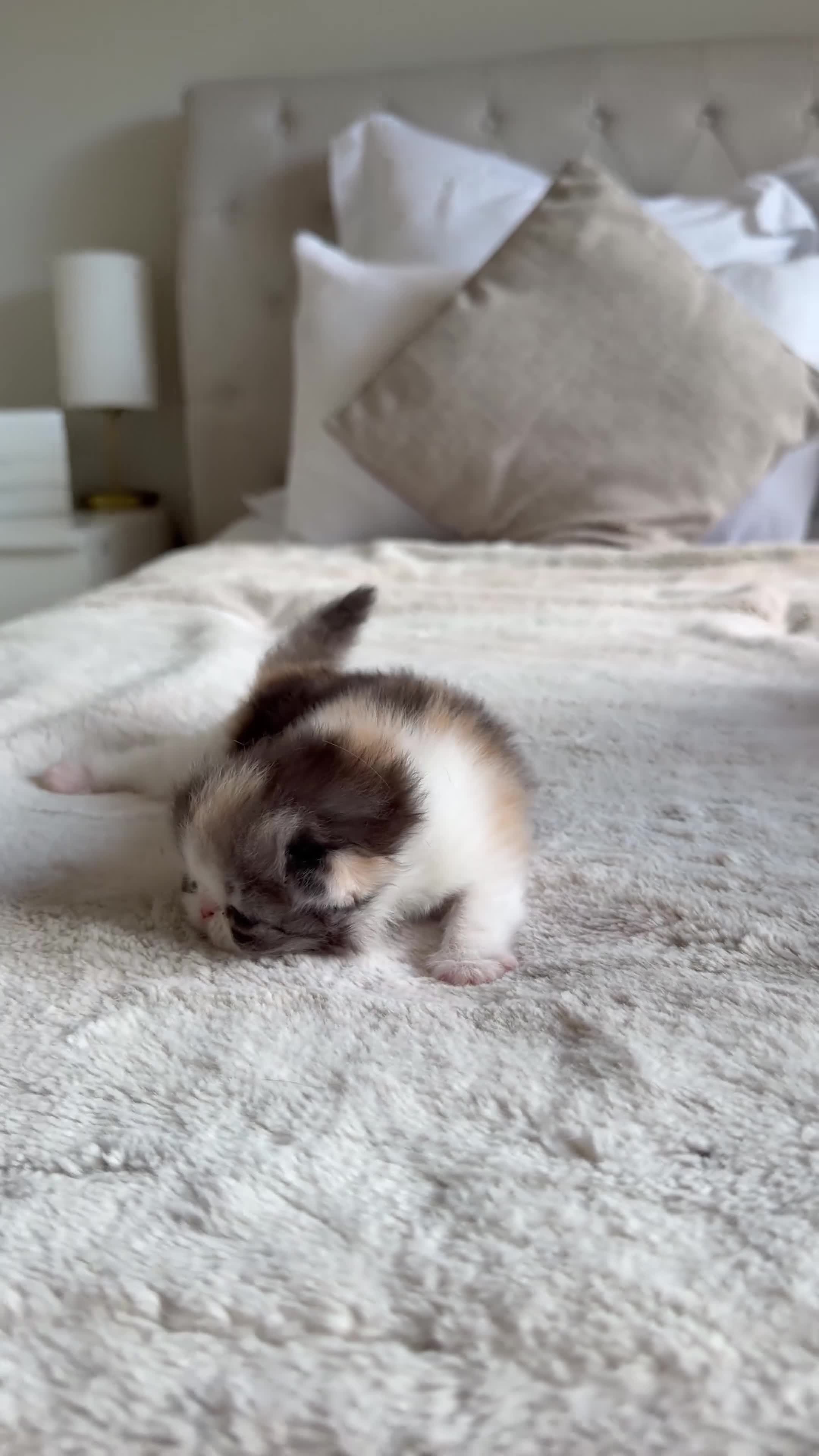 Exotic cats for sale: 2 x exotic shorthair kittens  in Christchurch - Video 2