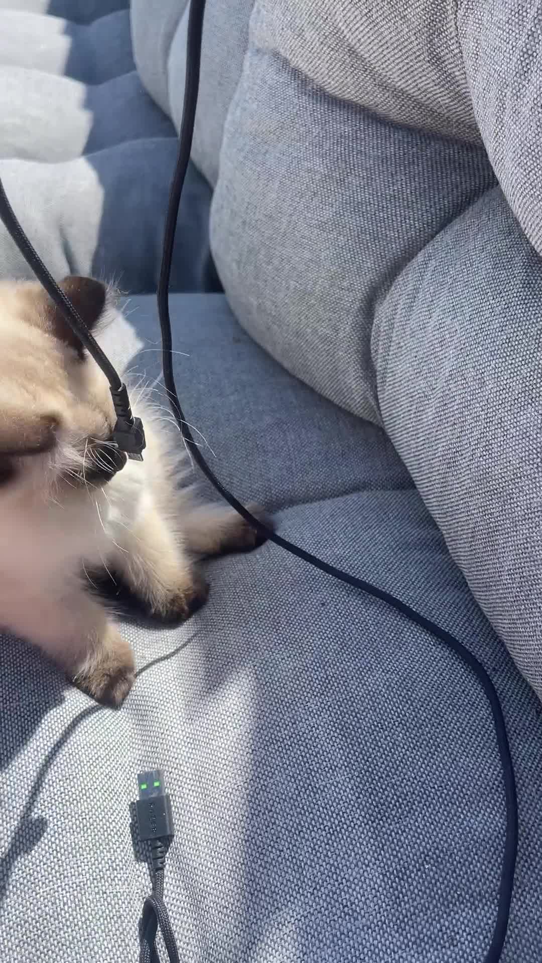 Siamese cats for sale: Ready Now – Stunning Blue-Eyed Siamese Kittens  - Video 4