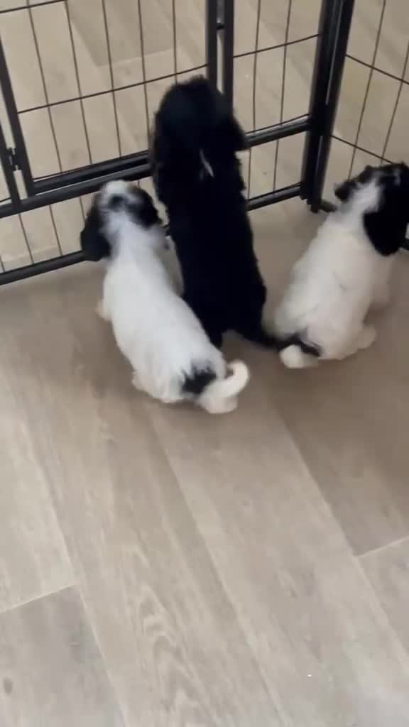 Cavapoo dogs for sale: Tri cavapoo puppies for sale - Video 1