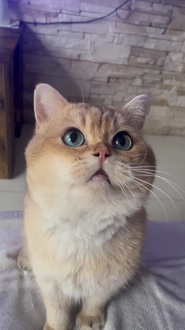 British Shorthair cats for stud: PLEASE READ! Golden BSH with Championship lines in London - Video 1