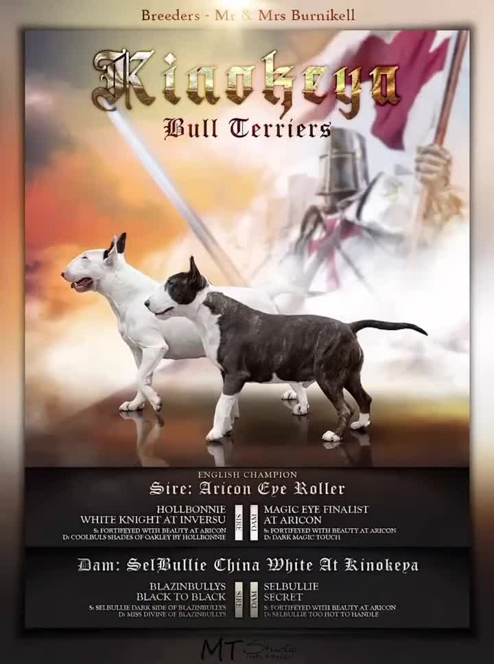 English Bull Terrier dogs for sale: English bull terrier puppies  - Video 1