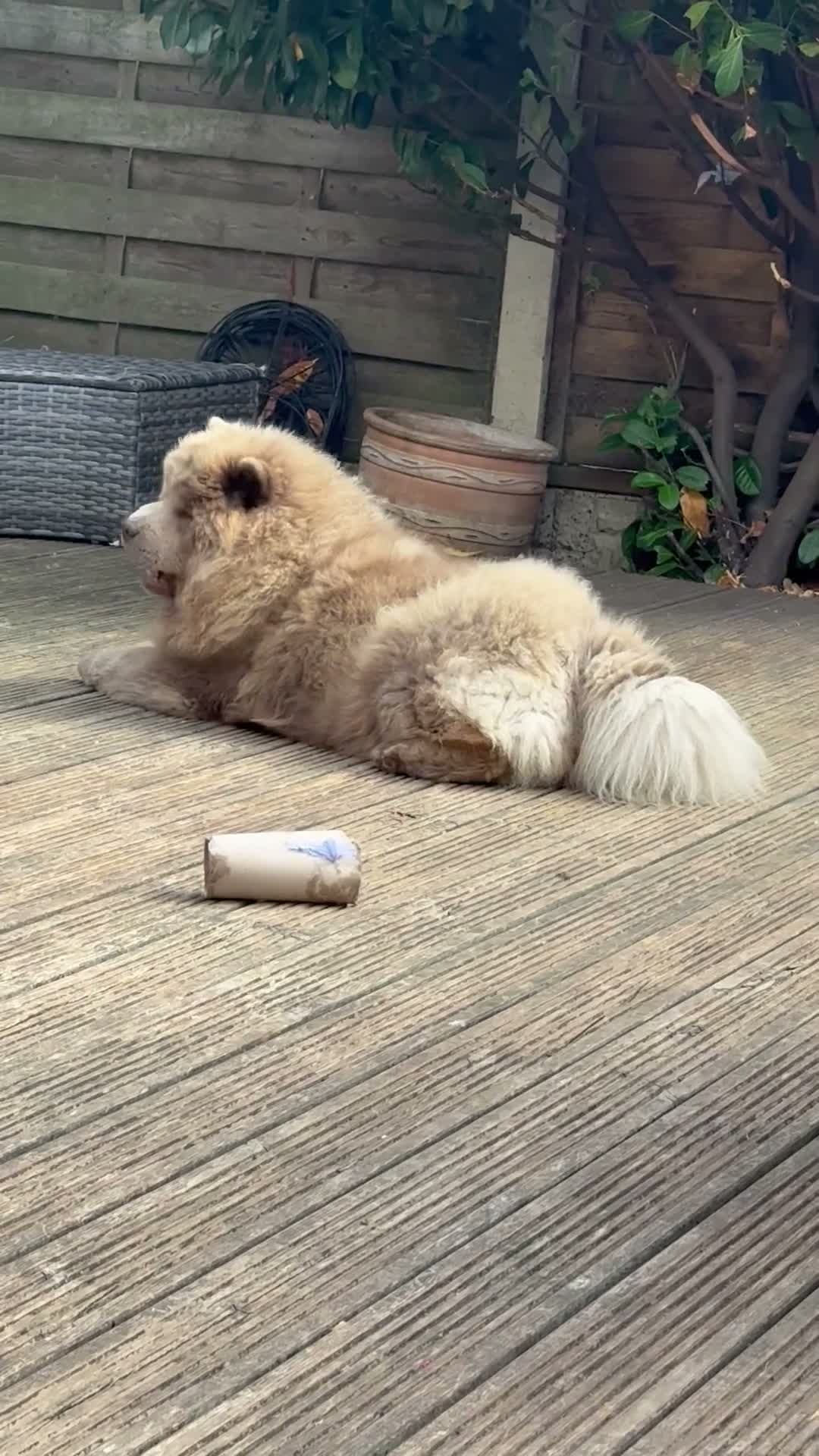 Chow Chow dogs for sale: 🐾KC stunning RARE hazel eyed chow girl, Evie 💛 - Video 3