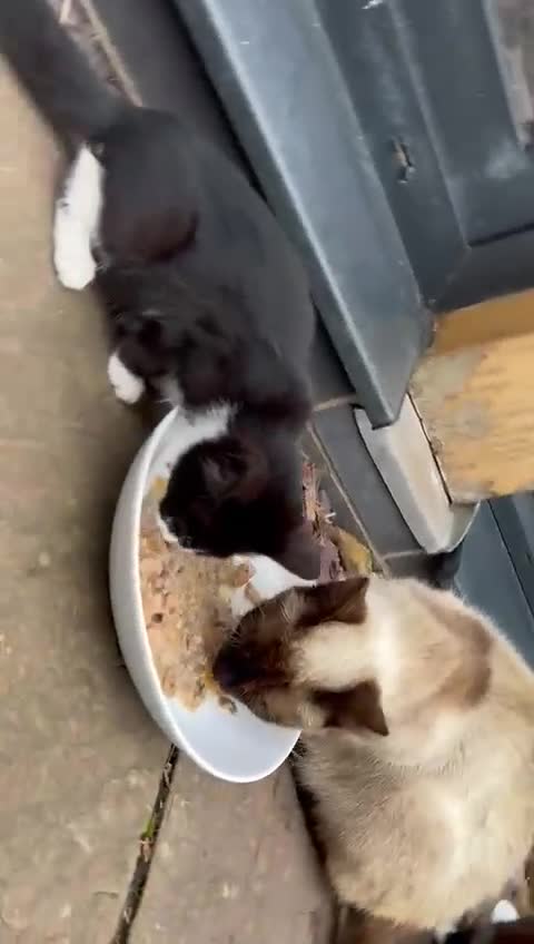 Mixed Breed cats for sale: Farm kittens looking for homes - Video 1