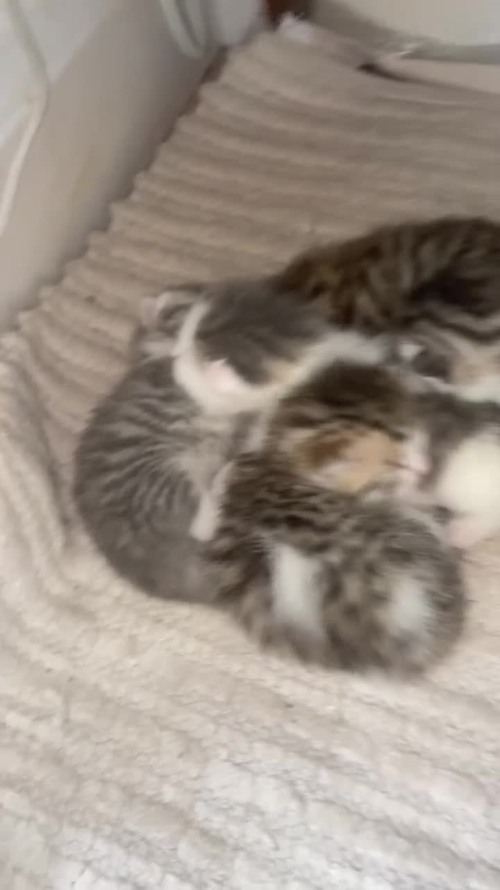 British Shorthair cats for sale: 6 x stunning silver British shorthair tabby’s  - Video 3