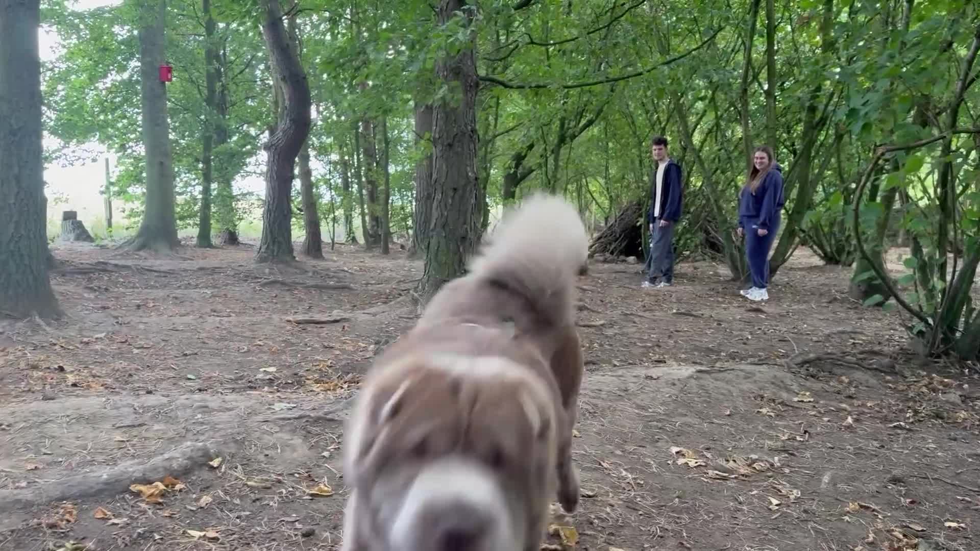Shar Pei dogs for stud: Yogi for Stud  - Video 1