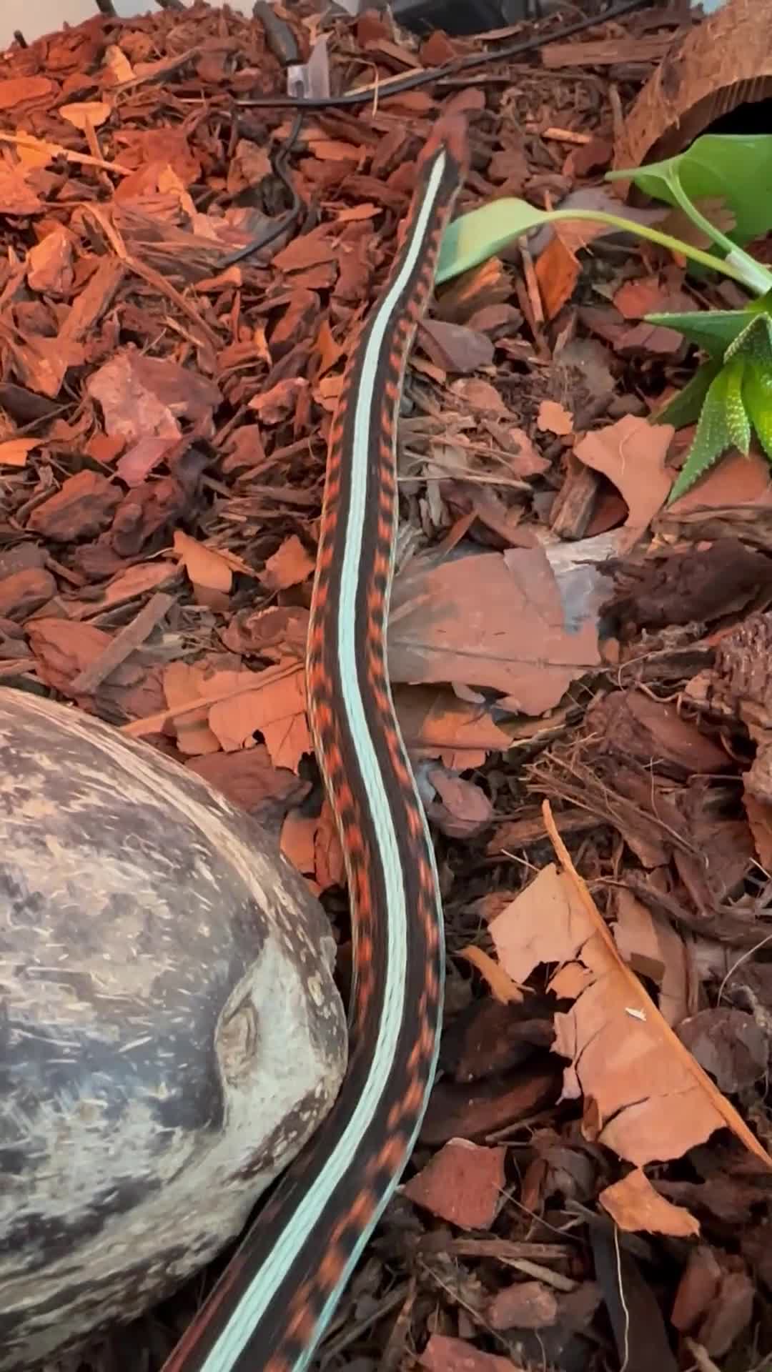 Garter Snake reptiles for sale: California red sided garter snake  - Video 1