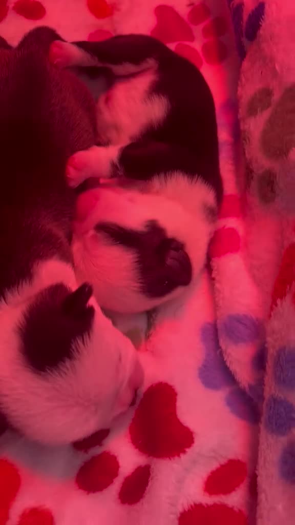 Pug dogs for sale: Kc registered Pugs - Video 1