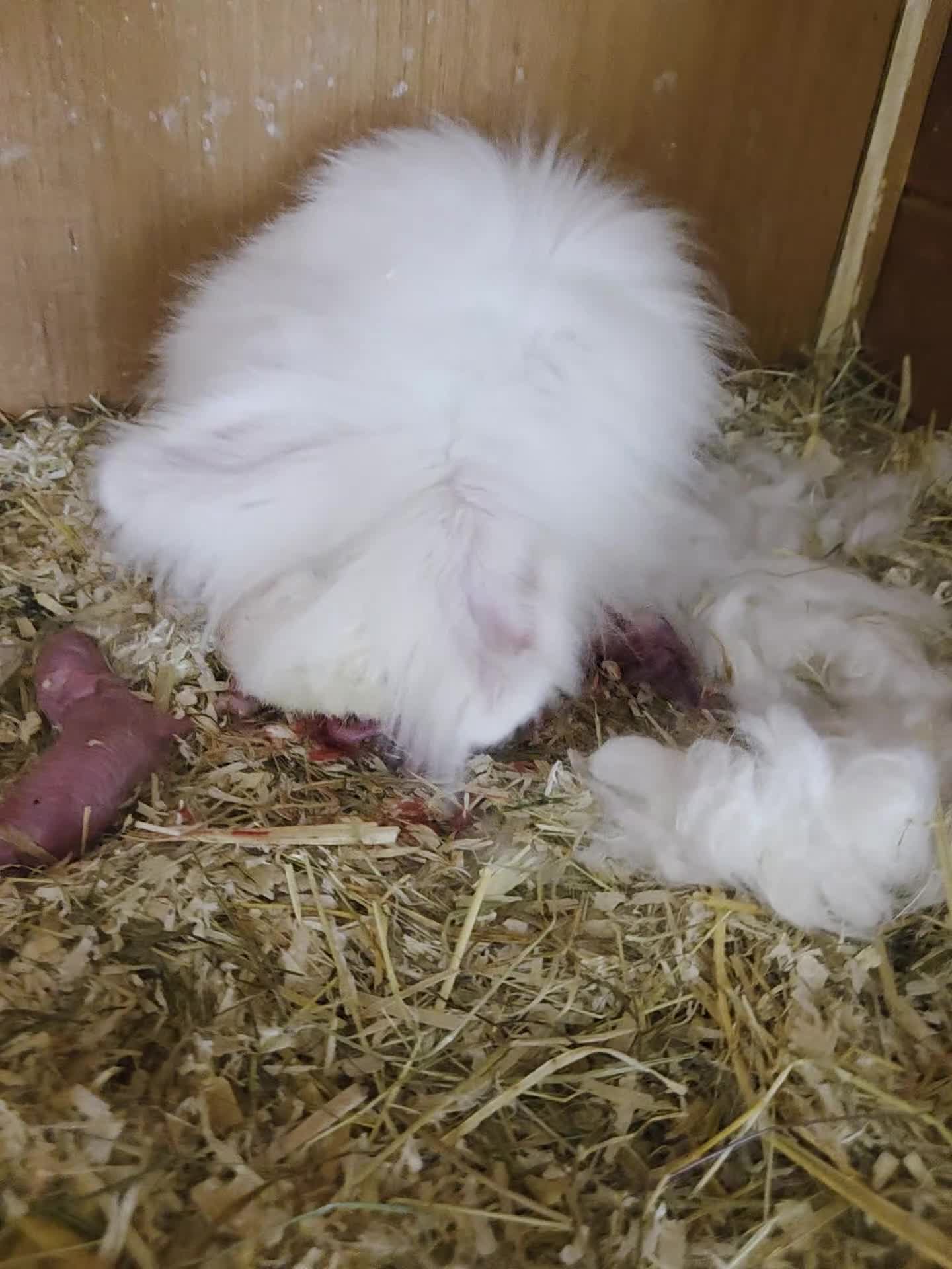Angora rabbits for sale: Teddywidders - Video 1