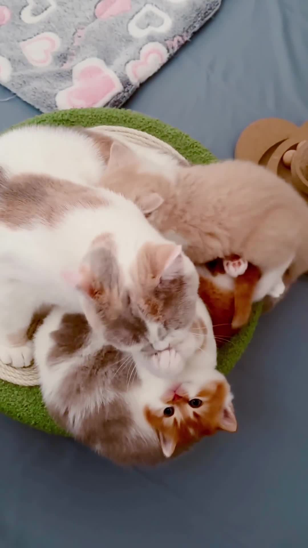 British Shorthair cats for sale: GCCF British Short Hair Kittens, Stunning Colors  - Video 1