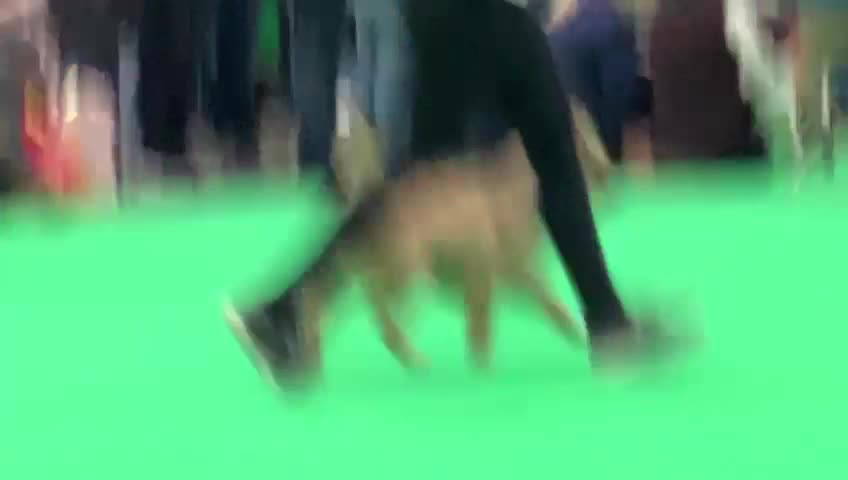 Cairn Terrier dogs for stud: Proven KC Registered Show Dog for Stud in Guildford - Video 1