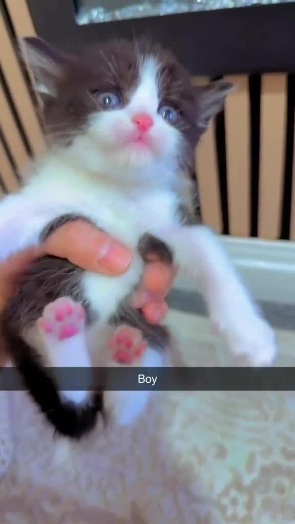 Mixed Breed cats for sale: British short hair mixed with british long hair in Sheffield - Video 3