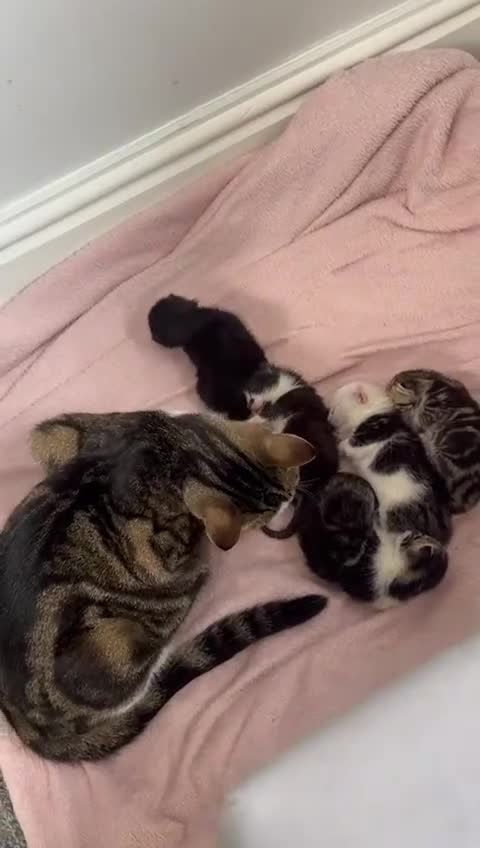 Domestic Shorthair cats for sale: beautiful tabby and black and white kittens - Video 1