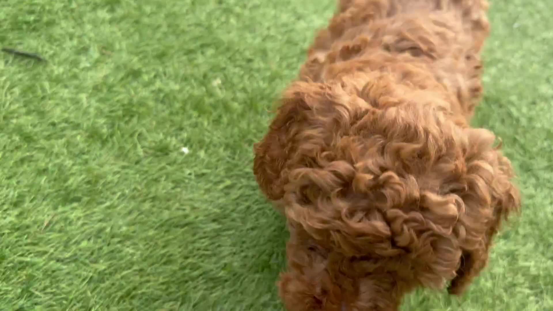 Cockapoo dogs for sale: Stunning best quality cockapoo puppies - Video 2