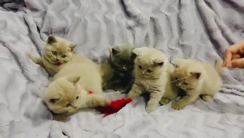 British Shorthair cats for sale: Stunning chunky British shorthair kittens GCCF Reg - Video 3