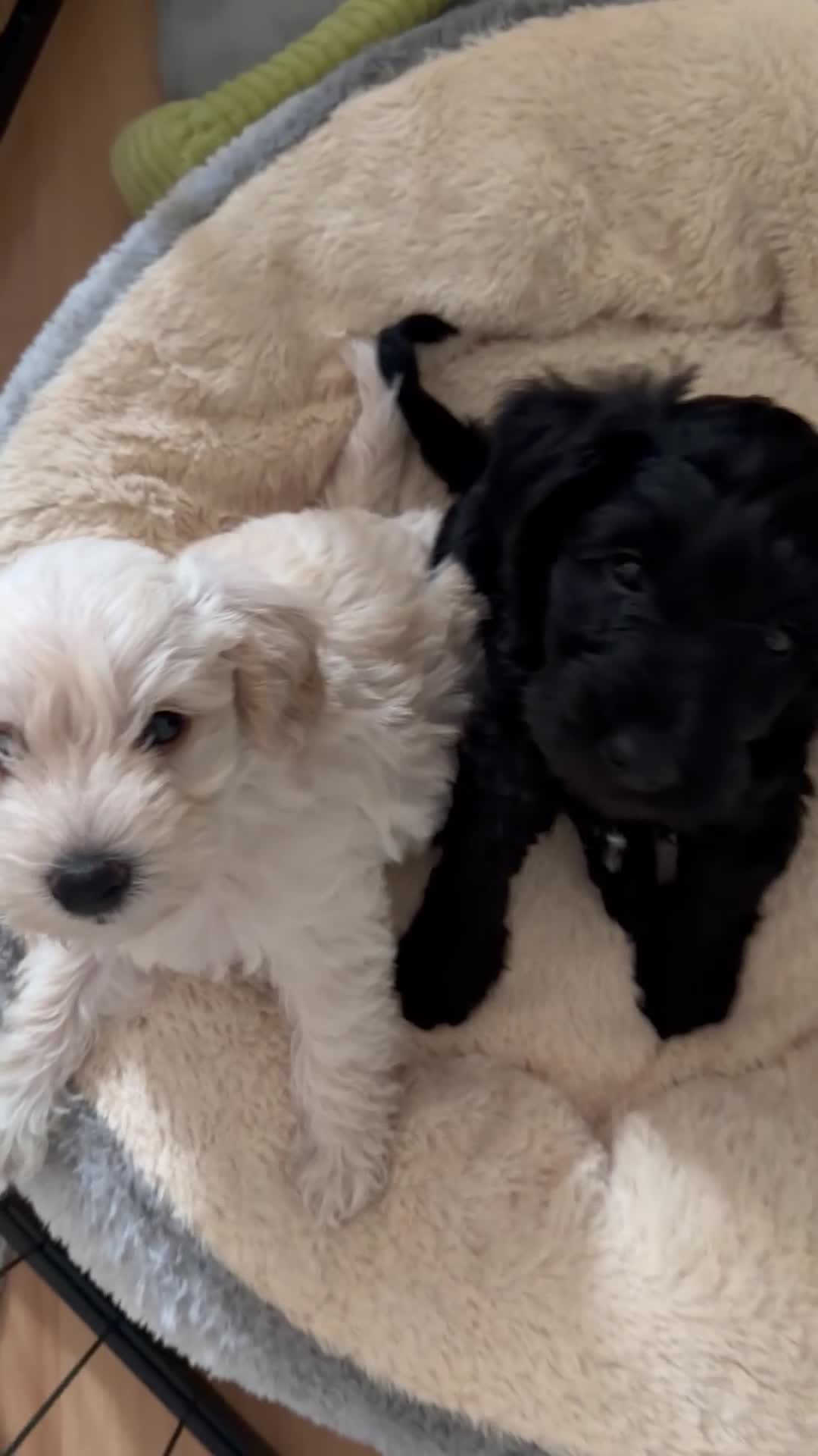 Schnoodle dogs for sale: Beautiful F1 Schnoodle Puppies - Video 2