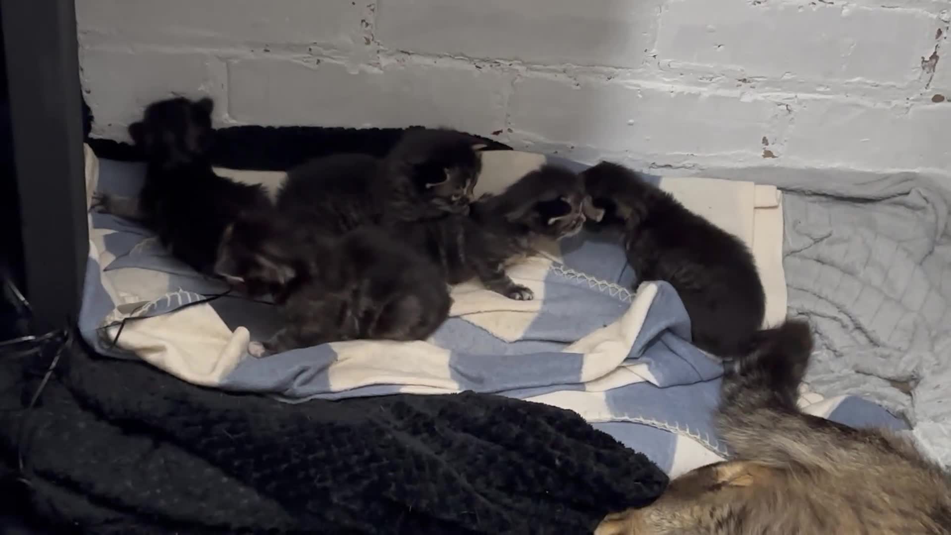 Mixed Breed cats for sale: Kittens available  in Preston - Video 3