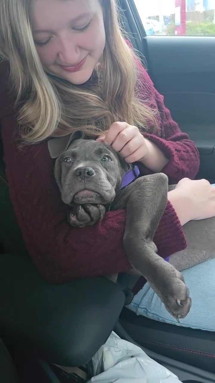 Cane Corso dogs for sale: Blue Cane Corso Puppy (female) - Video 1