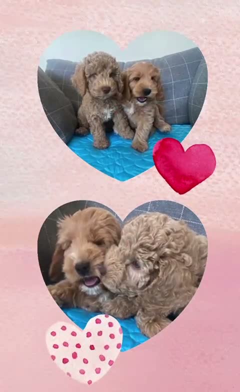 Cockapoo dogs for sale: Leicestershire Cockapoos Exten DNA&Genetic Tested  - Video 1