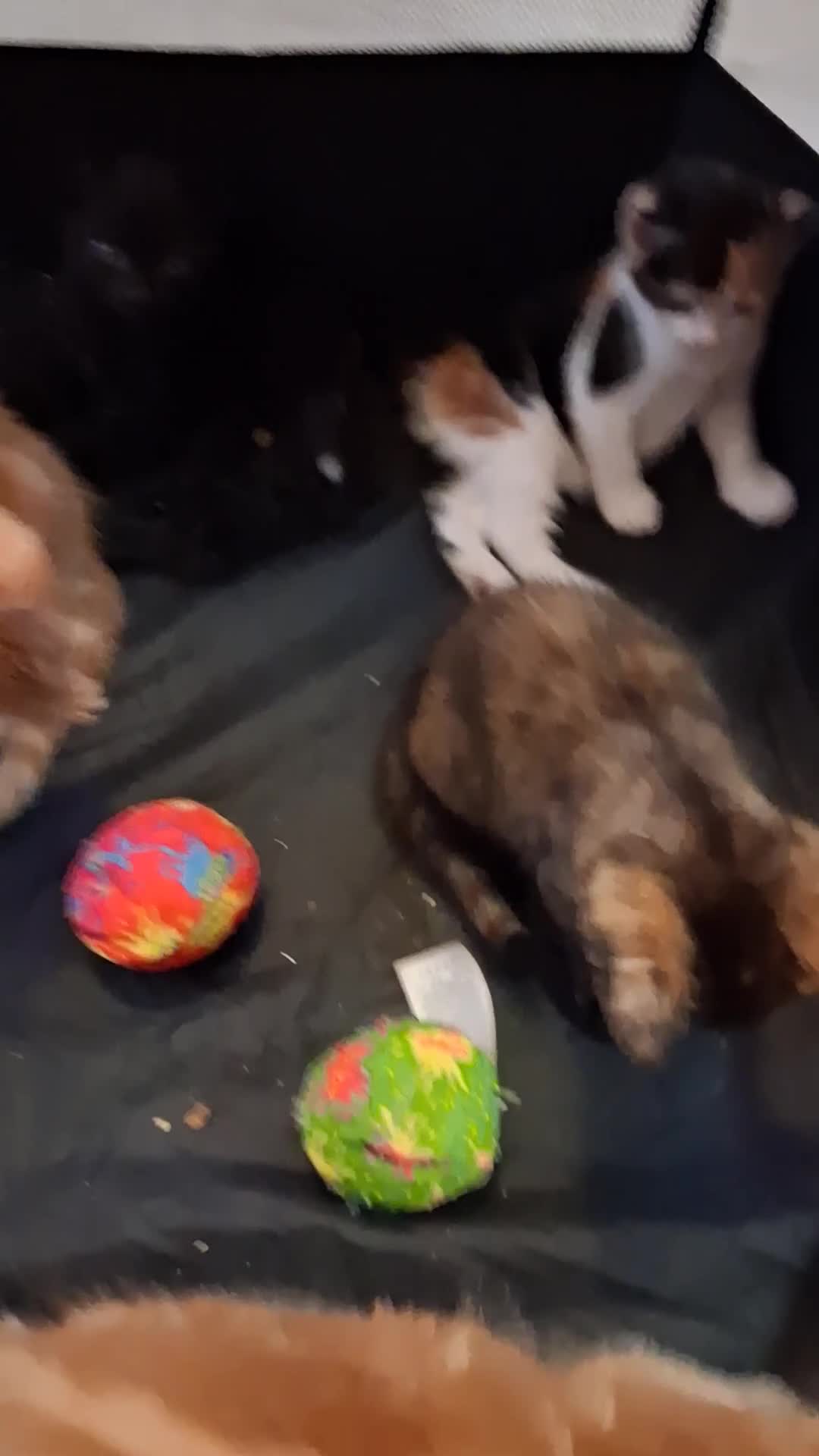Mixed Breed cats for sale: CUTE KITTIES❤💕 - Video 1