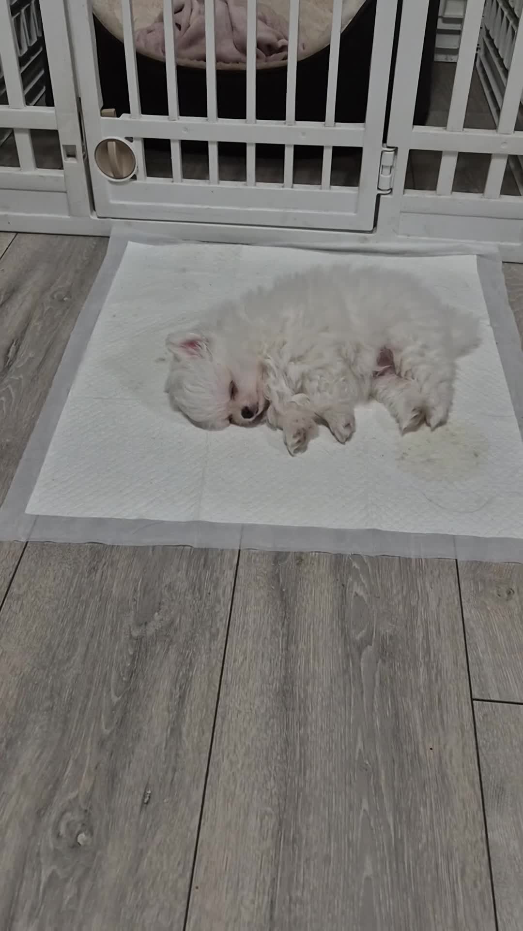 Pomeranian dogs for sale: 2 pure white pomeranian 9 weeks old for sale in Bolton - Video 2