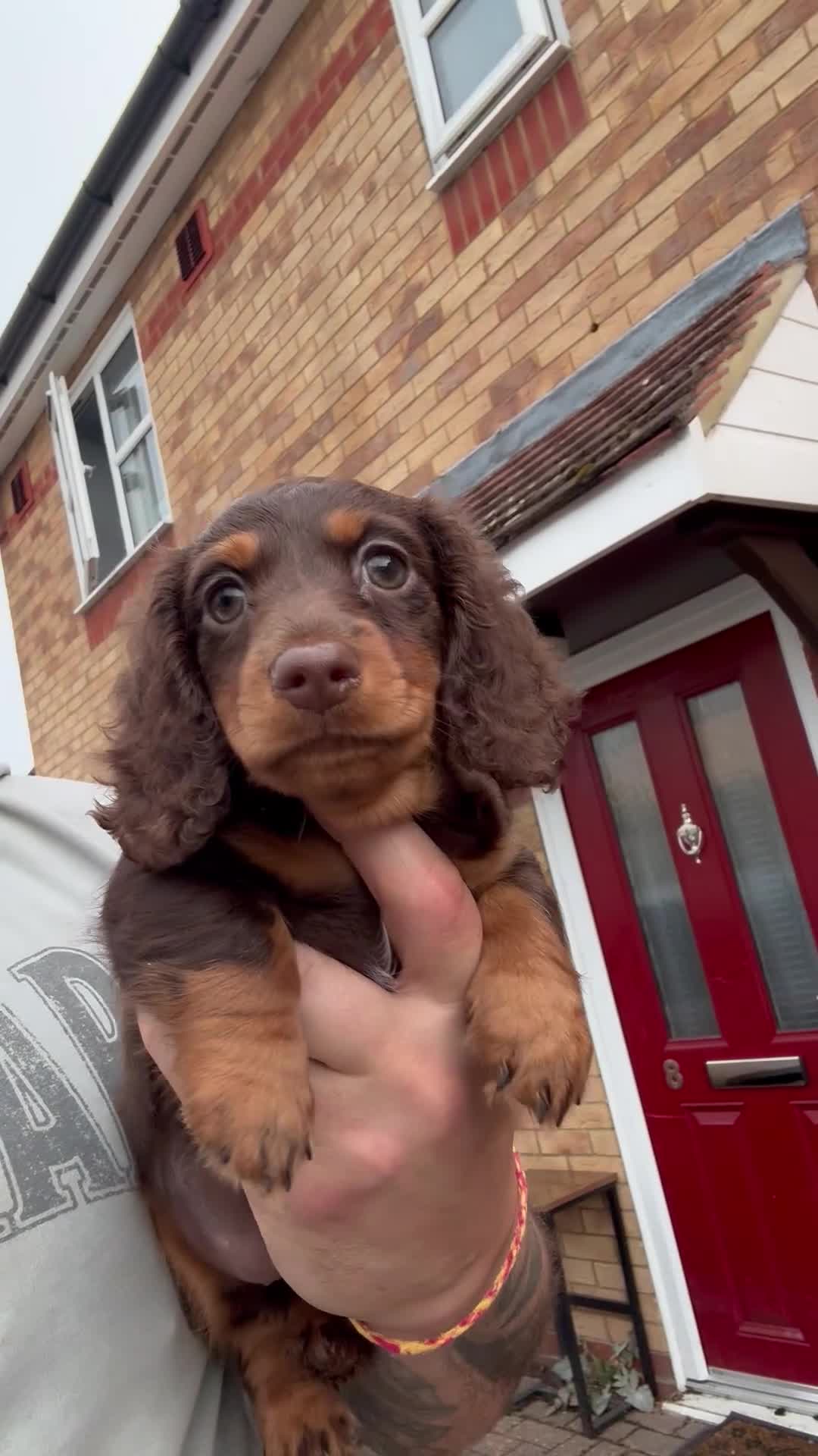 Miniature Dachshund dogs for sale: Miniature dachshund long haired - Video 1