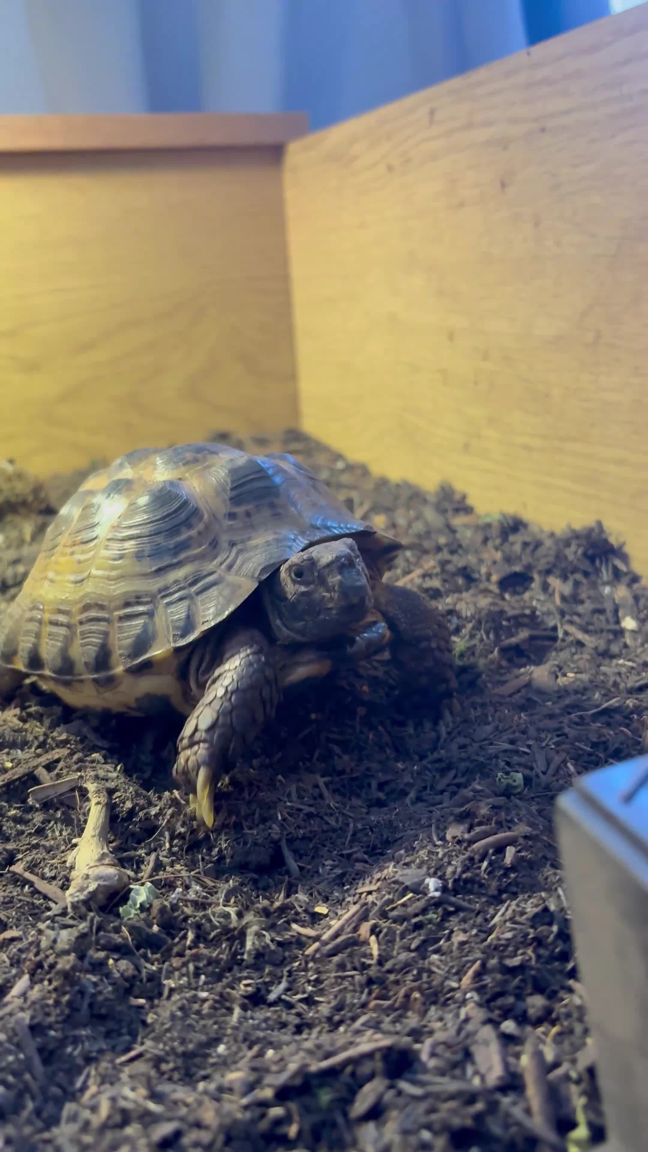 Hermann Tortoise reptiles for sale: Beutiful Herman tortoise  in Swadlincote - Video 1