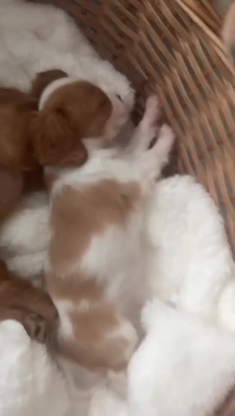 Cavalier King Charles Spaniel dogs for sale: Cavalier King Charles spaniel  - Video 1