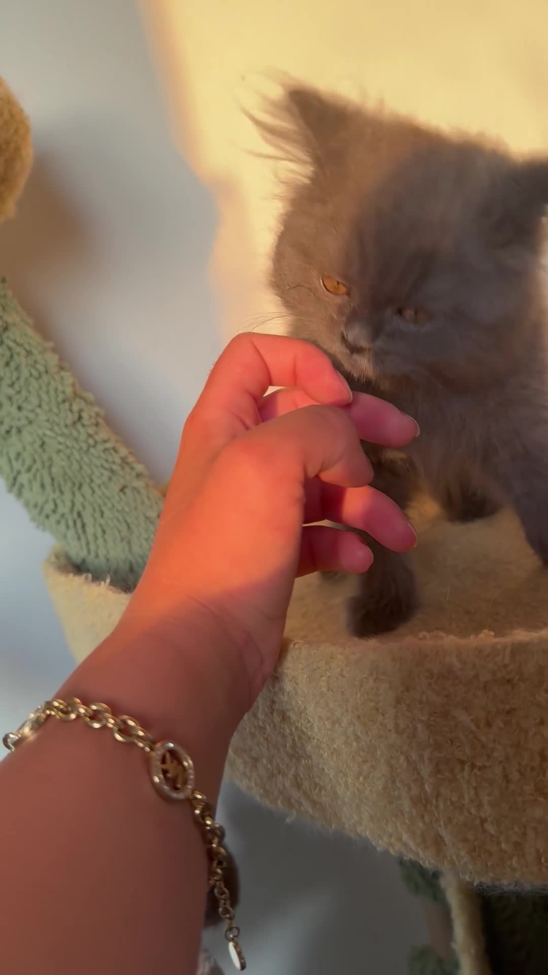 British Shorthair cats for sale: TICA Active British shorthair and longhair male in Bridgnorth - Video 2