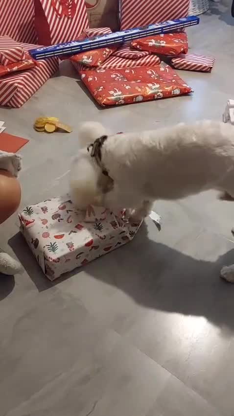 Maltese dogs for adoption: Loyal Little Shadow Dog - Video 1