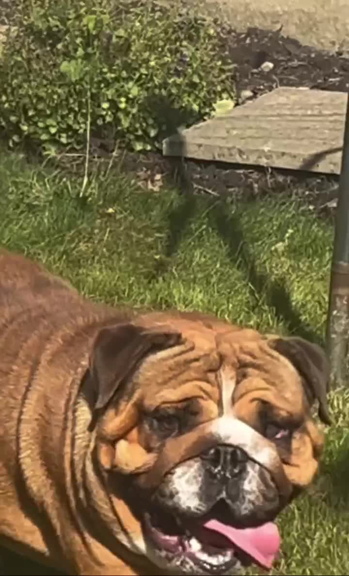 English Bulldog dogs for stud: BISCUIT for stud red and white boy - Video 1