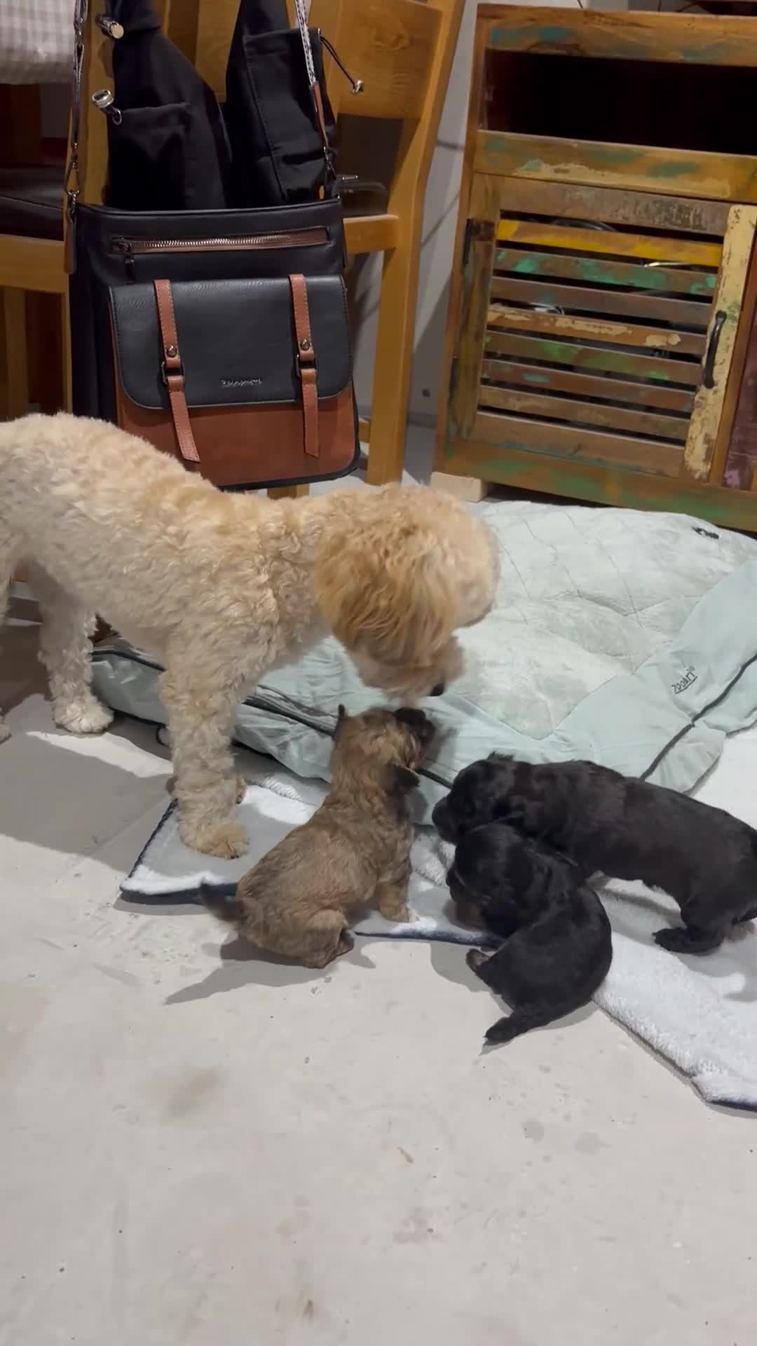 Poochon dogs for sale: Poochon puppies for sale - Video 1