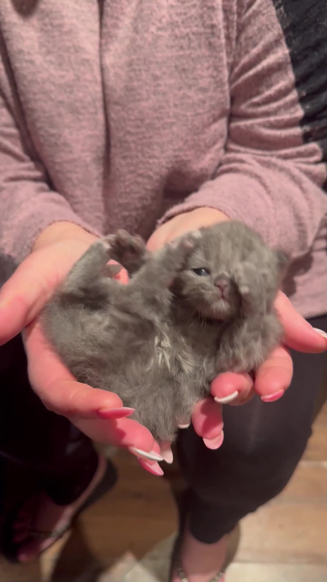 Maine Coon cats for sale: Main coon adorable kittens  - Video 4