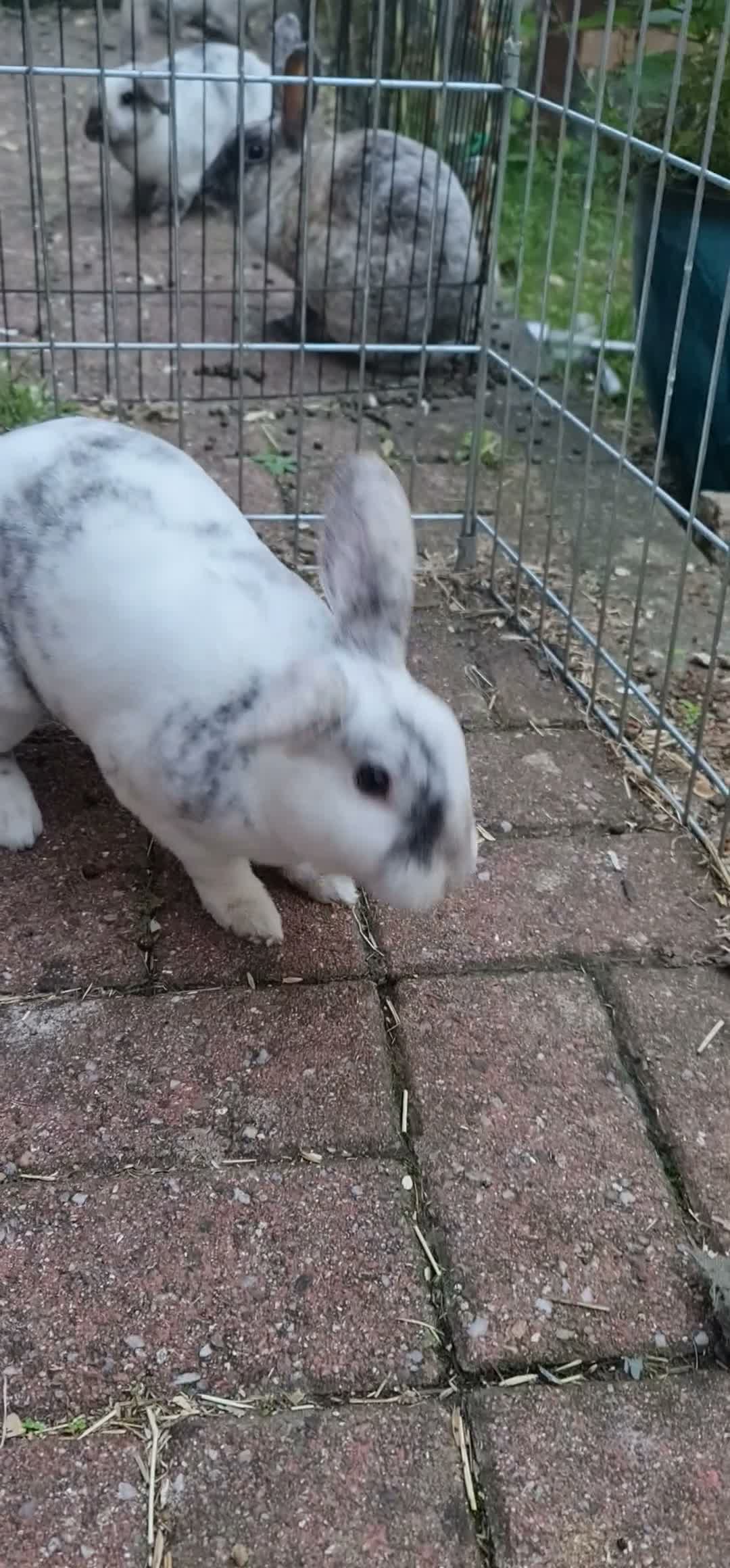 Mini Lop rabbits for sale: Stunning mini lop plush x mini rex buck SOLD - Video 2