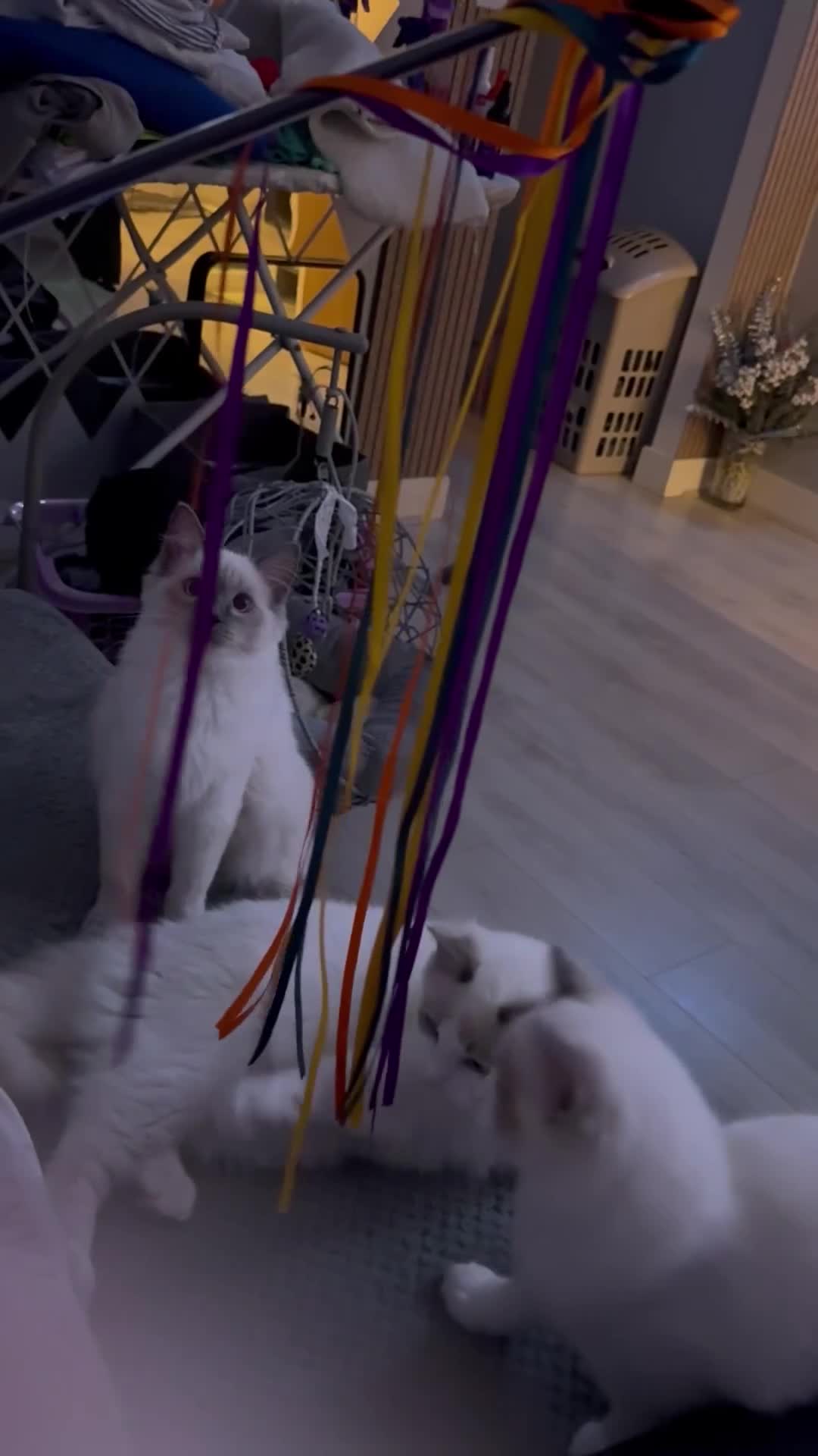 Ragdoll cats for sale: Ragdoll kittens 2 girls 1 boy - Video 1