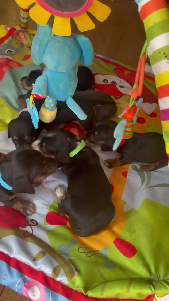 Miniature Dachshund dogs for sale: Miniature dachshund puppies - beautiful  - Video 2