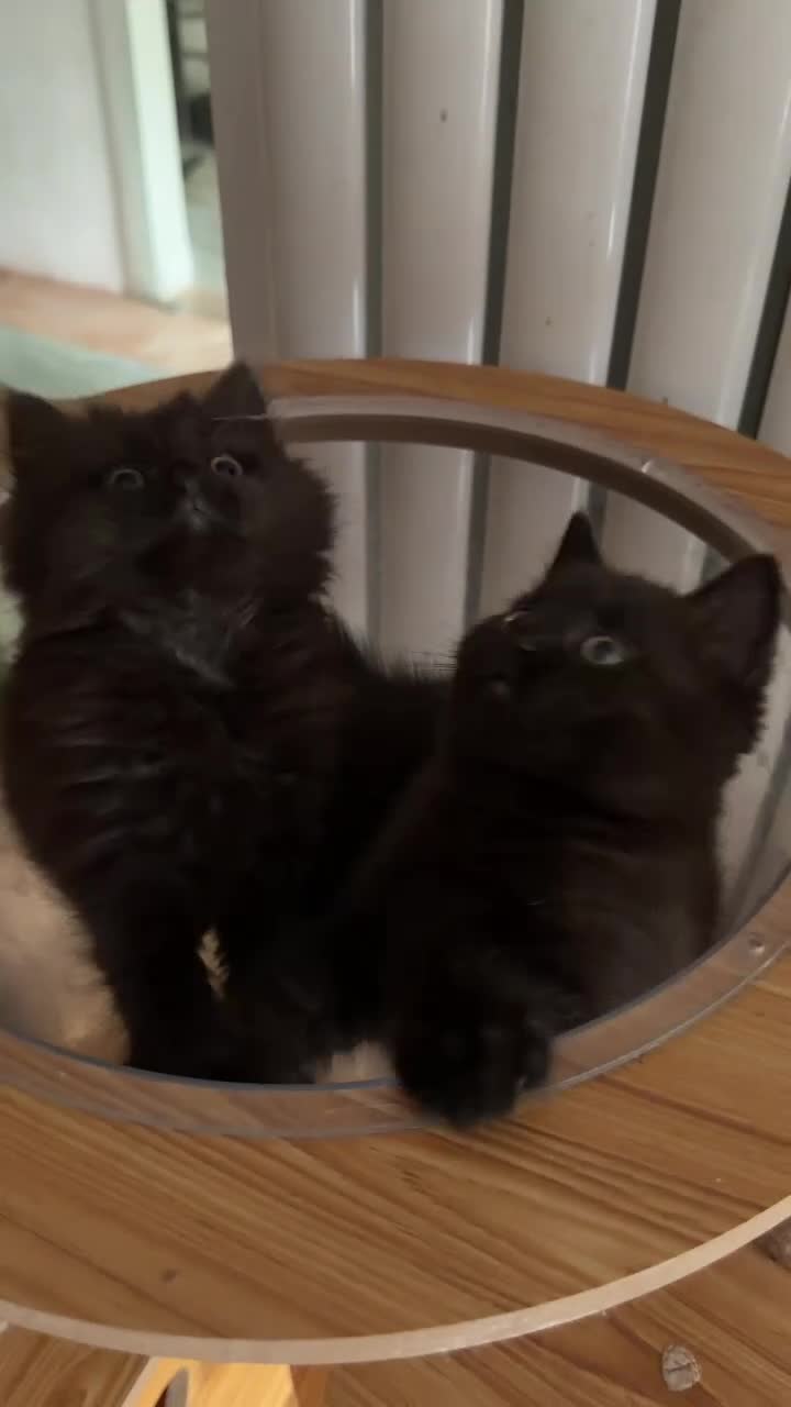 British Shorthair cats for sale: BRITISH SHORTHAIR DOLLS READY NOW! in Uxbridge - Video 1