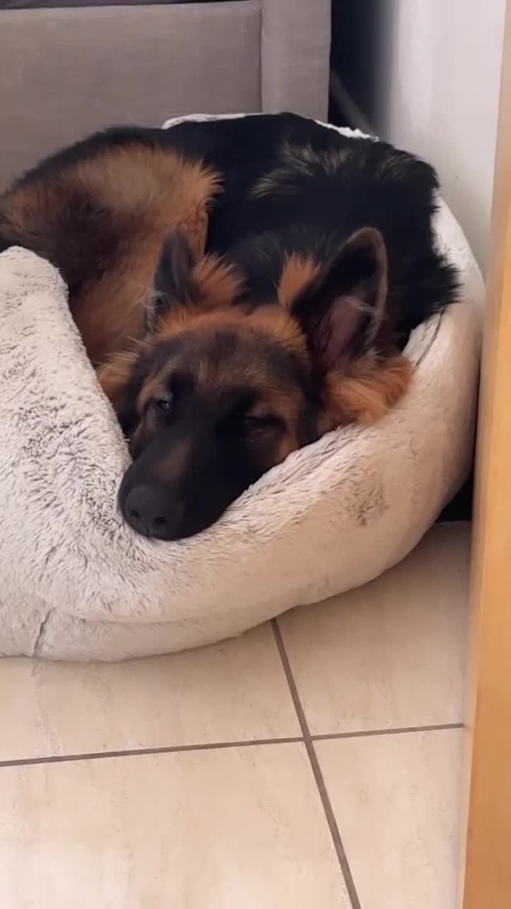 German Shepherd dogs for stud: Stud Available – Long-Haired German Shepherd - Video 3