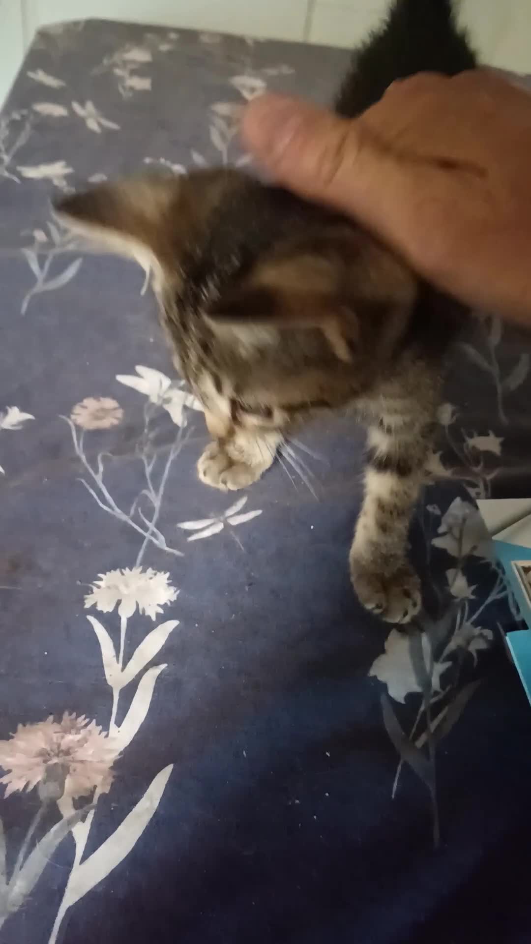 Mixed Breed cats for sale: Beautiful little tabby kitten male - Video 1