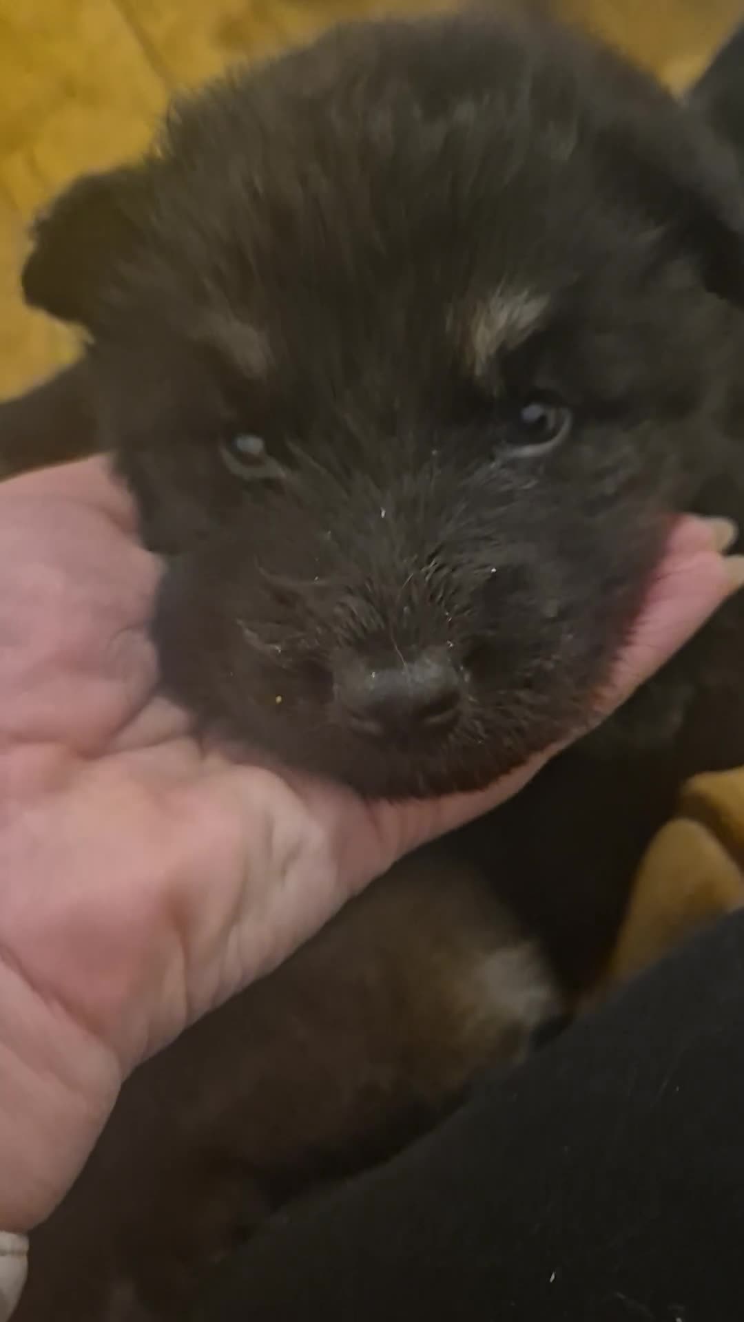 German Shepherd dogs for sale: Ready to reserve male gsd - Video 1