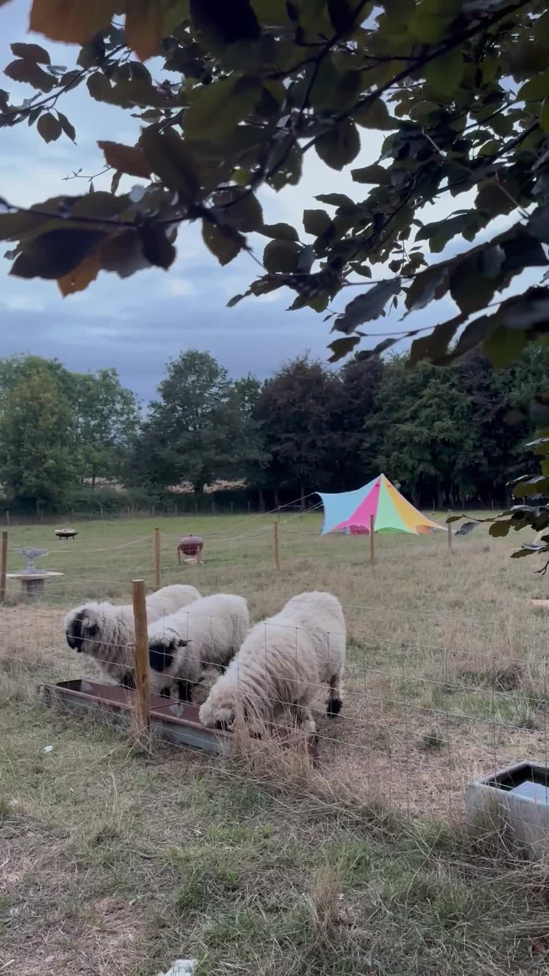 Sheep livestock for sale:  Black nose valais x3 breeding trio - Video 1