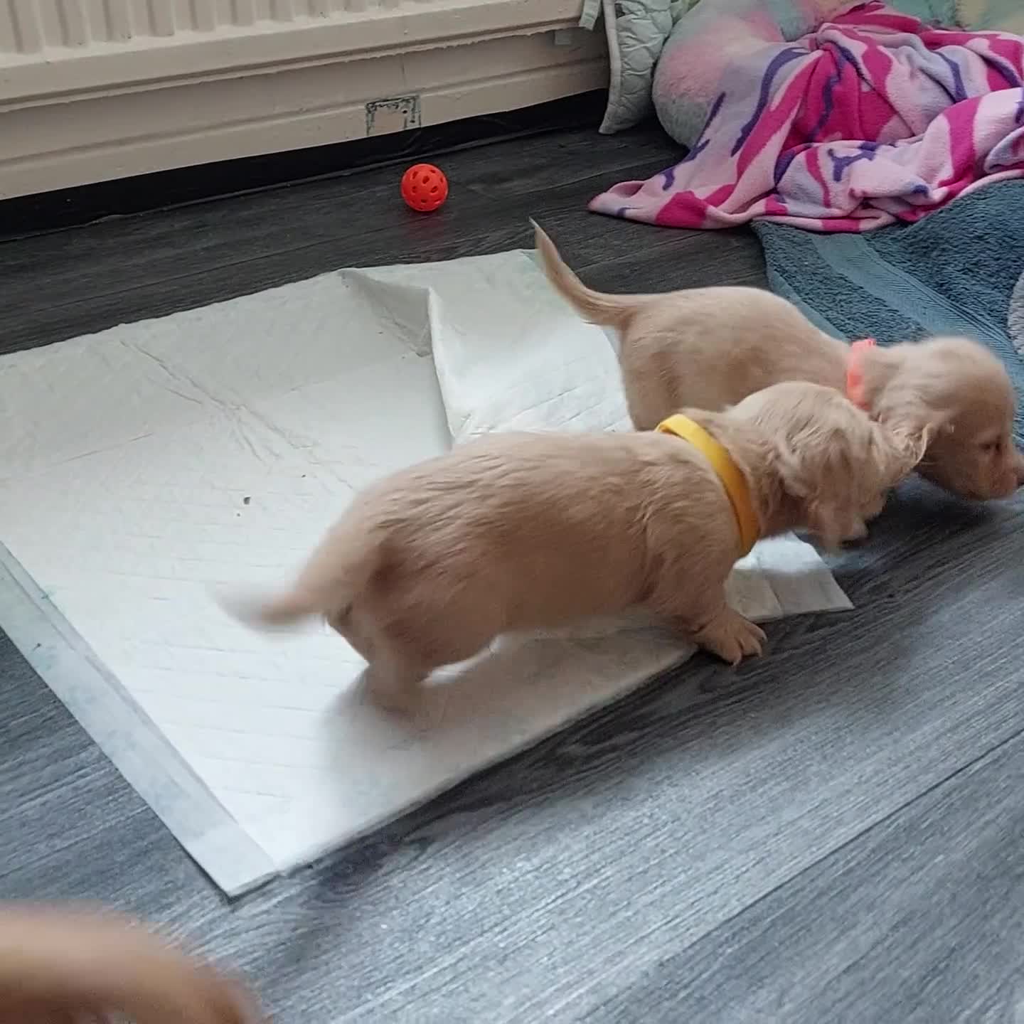 Miniature Dachshund dogs for sale: PEDIGREE CREAM LONG HAIRED MINI DACHSHUNDS - Video 4